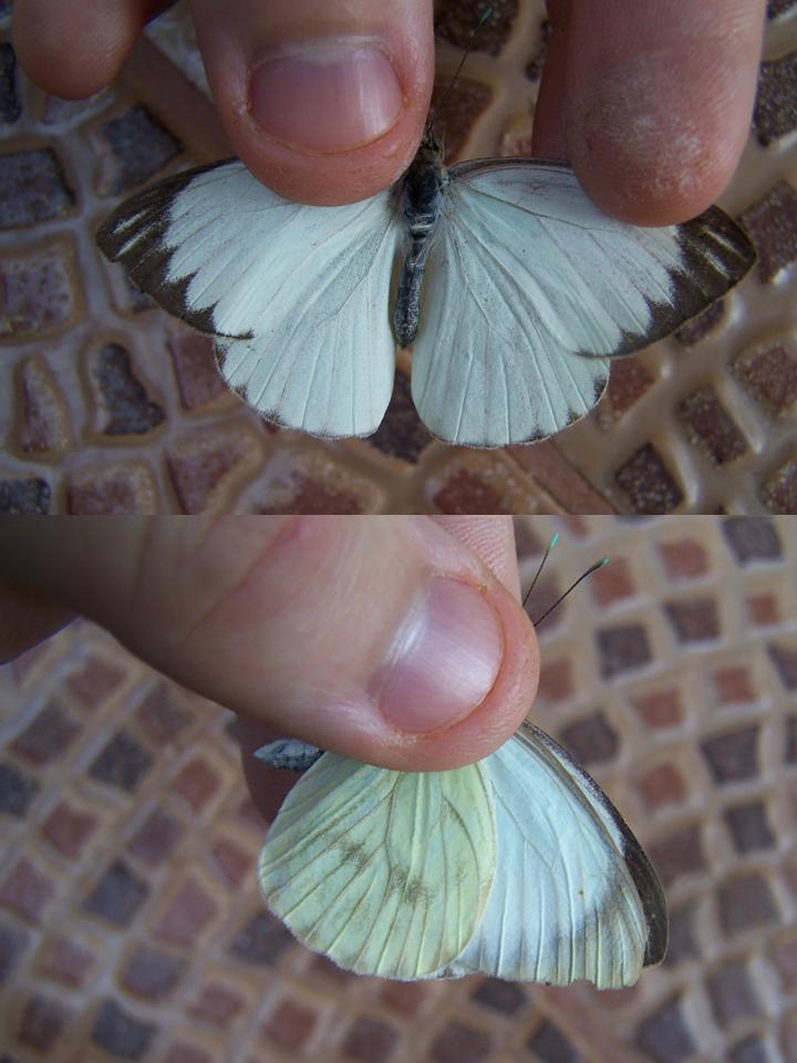 FIGURE 2 FIGURE 2